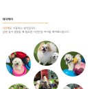 놀러오개 애견유치원 애견호텔 안양점 네이버블로그