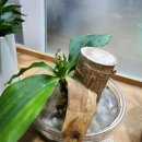 행운목 | 행운 행복 가득!! 수경재배 행운목 꽃 피운 후기!!