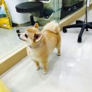 마이독스 이미지