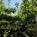 금광농장 이미지