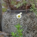 매혹적인 꽃향기 속에서(565) – 국립수목원 이미지