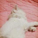 할매손국시 이미지