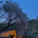 거북애견 이미지