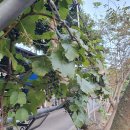 마곡사 가는길 민박 이미지