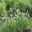 풀잎향기 이미지