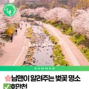 경춘선 자전거도로(호평동, 마치터널 앞)[호평-6] | 남양주 벚꽃 명소 추천 2026년 주차&amp;꿀팁 등 [남맨이 추천하는 벚꽃 명소]