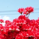 섬진강변 철쭉길 이미지