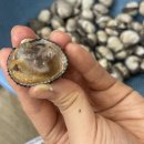 역전꼬막 이미지