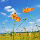 푸른하늘 이미지