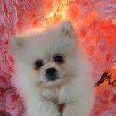 제물포애견 이미지