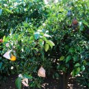 주화농장 이미지