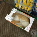 사주세요 Daum카페