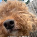 주식회사 펫프렌즈 이미지