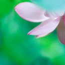 연꽃향기 이미지