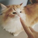 개밥주는고양이 이미지