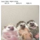 고슴도치