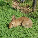 시간토끼 이미지