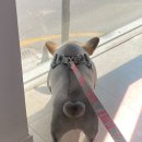 오멍누 이미지