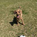 (주)도원투어 | 🐶평택 애견카페 추천 강아지들이 뛰어놀기 좋은 넓은 천연잔디 운동장 개떼월드 내돈내산 후기