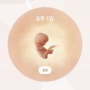 에이원세탁소 - 동대문구 한빛로 27 | 둘째임신8주 디클렉틴 네알도 소용없는 토덧 입덧