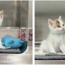 은하수 동물병원 이미지