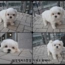 이리오개 이미지