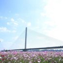 코스모스길14번길 이미지