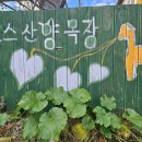 청양알프스산양목장 | 청양 피자체험 알프스 산양목장 피자 맛있는 곳