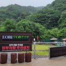 어비 포레스트 이미지