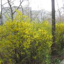 국립현충원-서달산(달마산)수양버들벚꽃트레킹 이미지