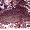 거북과 물고기 잡아먹는 육식 개구리, 미국 사회 발칵 이미지