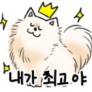 도그하우스 애견미용실 이미지