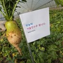 겨울 천수무 내일 뽑습니다 이미지