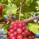 홍주농장 이미지