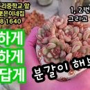 이쁘고 건강하게 심어 보자~~~ 설 연휴 택배는 아마 화요일까지 마감일꺼에요~ 살아?있는 배합토 이미지