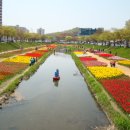 경기도 안산시 상록구 안산천 봄 튜울립 잉어 사진...!