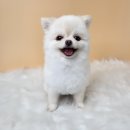 오자매 애견살롱 이미지