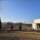 햄릿과 올리브 이미지