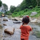 송이 초심정 이미지