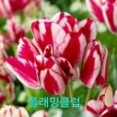 튤립. 수선화 판매 이미지