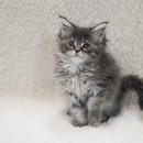 메인쿤 하우스 이미지