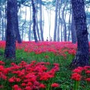 산호동541 이미지