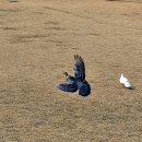 비둘기공원2 Daum카페