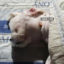 24시 더블유 동물의료센터 이미지