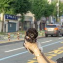 김해 강아지분양 고양이분양 도그하우스 대성점 이미지