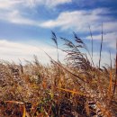 순천만여행스케치 이미지