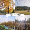 노작공원(홍사용) | 경기도 화성 단풍 동탄 노작공원 주차장 애견동반 주말 산책 데이트 코스 메타세콰이어