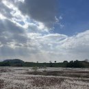 세븐일레븐 대구대명푸른빛점 | 대구 가을 여행 달성습지 대명유수지 억새 갈대밭 명소｜주차정보