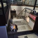 아르밤 펫 이미지