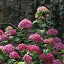 안나벨라 이미지